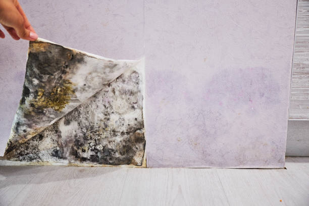 Best Post-Flood Mold Remediation in Bellerose, NY
